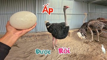 Đà Điểu Đẻ Lại Rồi - Tìm Được Nơi Ấp Trứng Và Đánh Cá Kiếm Mồi Cho Quốc Sinh Sản / Quế Nghịch