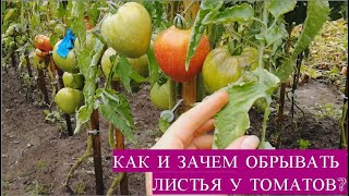 КАК И ЗАЧЕМ ОБРЫВАТЬ ЛИСТЬЯ У ТОМАТОВ?