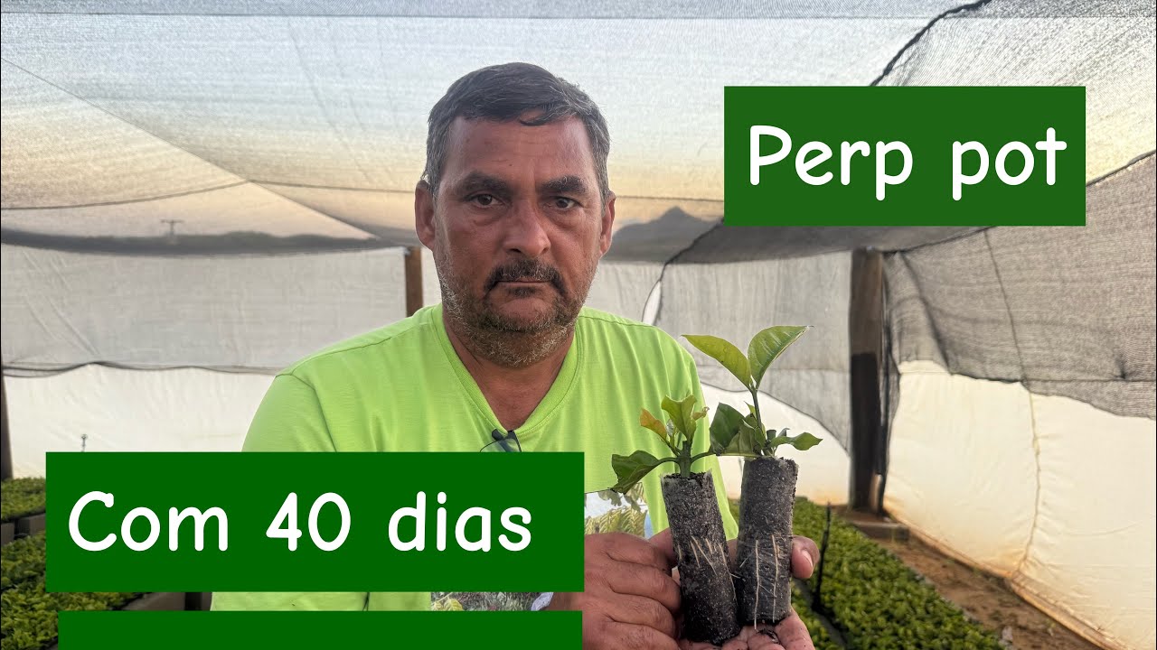 Mudas com (40) dias de clonadas vejam como que está as raizes delas