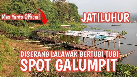 DISERANG LALAWAK‼️BERTUBI TUBI SEPOT GALUMPIT WARUNG JERUK JATILUHUR
