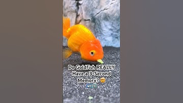 🐠 "Do Goldfish REALLY Have a 3-Second Memory? 🤯 #MythBusted" #youtubeshorts #animalintelligence