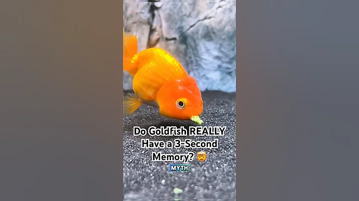 🐠 "Do Goldfish REALLY Have a 3-Second Memory? 🤯 #MythBusted" #youtubeshorts #animalintelligence