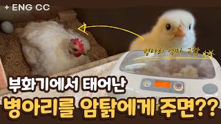Bring the new born chicks from the artificial incubator to the hens. 부화기에서 태어난 병아리를 암탉에게 주면?