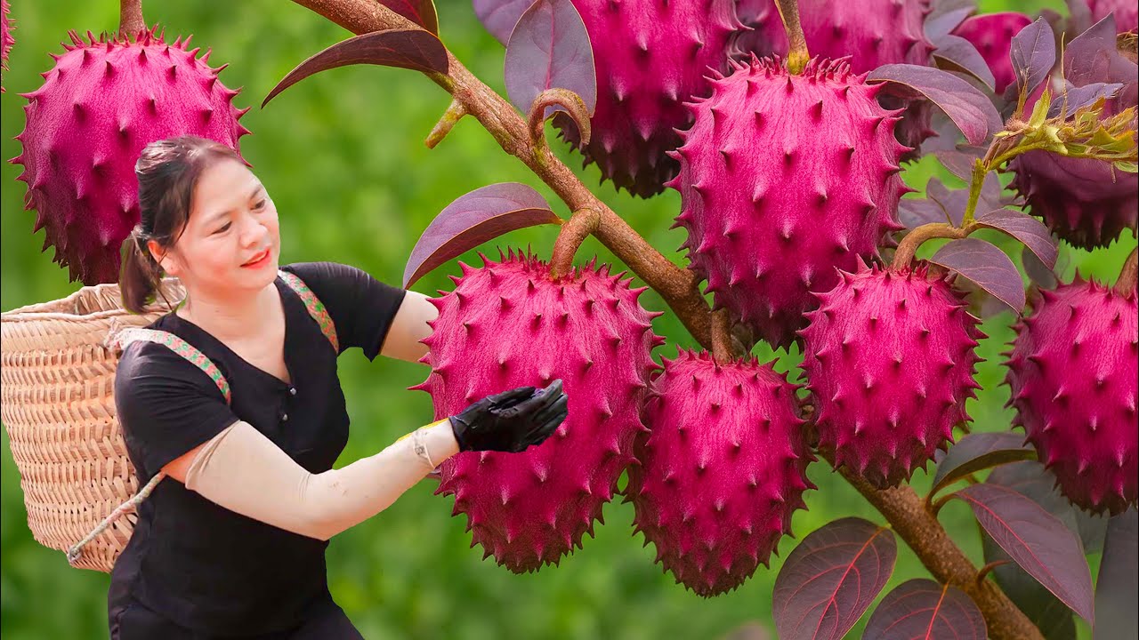 Harvesting Purple Custard Apples & Making Traditional Rice Paper for Village Kids