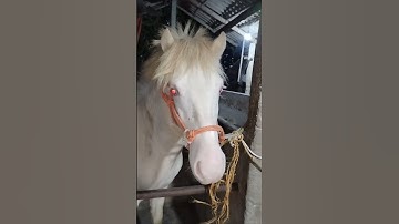 Chuẩn ngựa bạch đây ạ.