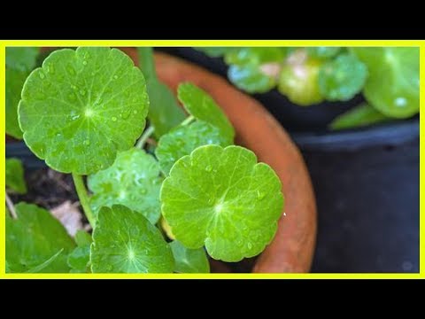 Vidéo: Savonneux (herbe) - Propriétés Utiles Et Utilisation De Savon. Pierre Ollaire Médicinale, Basilicum, Ordinaire