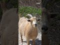 These Goats Are...Landscapers?! #shorts