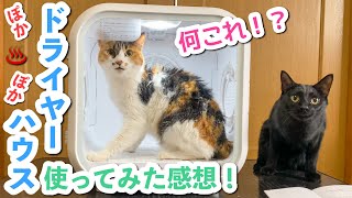 ペット用のボックスドライヤーを使ってみたら凄かった！【猫9匹の反応】【Drybo Plus】【Homerunpet】