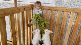 Lulu’s Clever Solution When She Sees the Baby Rabbits Hungry