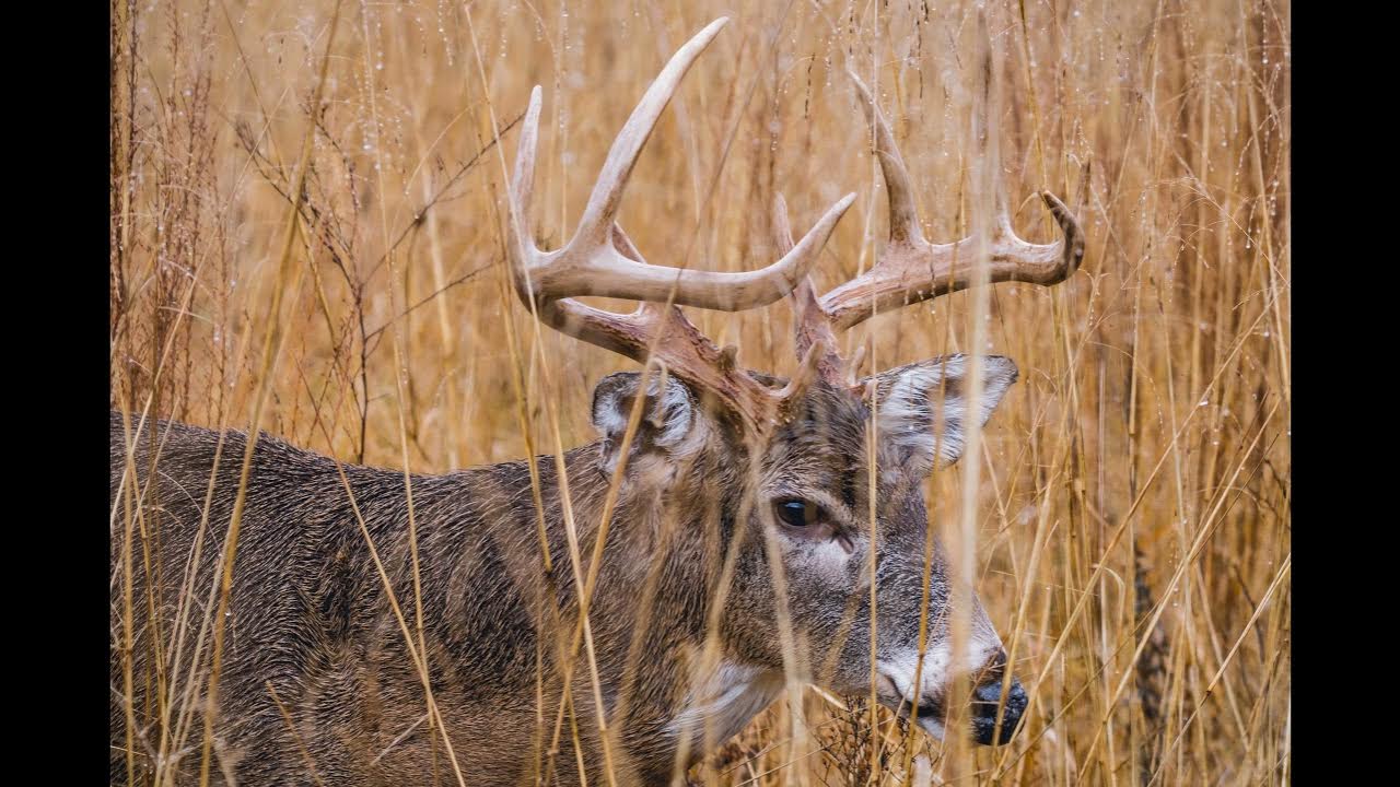 Whitetail Deer Buck Grunt - Contact Grunt - Sound Only - YouTube