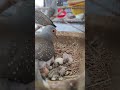 #dove #birdslover