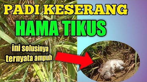 Cara membasmi tikus di sawah