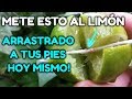 AMARRE DE AMOR SOLO CON LIMÓN VENDRÁ ARRASTRADO A TUS PIES HOY MISMO!