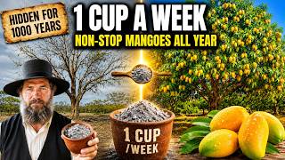 Full Your Mango Tree Will Fruit Non-Stop All Year Long with Just 1 Cup a Week of This Hidden Ingredient News
