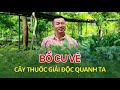 Cây Bồ cu vẽ