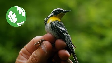 Forestry for the Birds