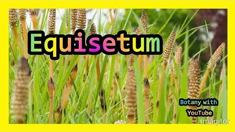 Equisetum |