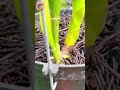 Cà Ch CÆ BẠN NhẠT Cho Cà Y Lan Nhanh Ra Rá Và Rá KhoẠMẠNh Cattleyavietnam Kà Chrá Cà Ch CÆ BẠN NhẠT Cho Cà Y Lan Nhanh Ra Rá Và Rá KhoẠMẠNh Cattleyavietnam Kà Chrá