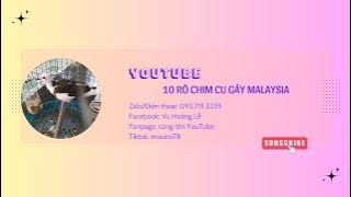 Nhà còn nhiều chim con biết ăn Zalo/Sdt 0937193239 #youtube #kinhdoanh #chimcugay #video