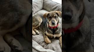 tiger #ytsudio #motivation #youtube #viralvideo
