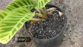 How to Revive a Dying Plant