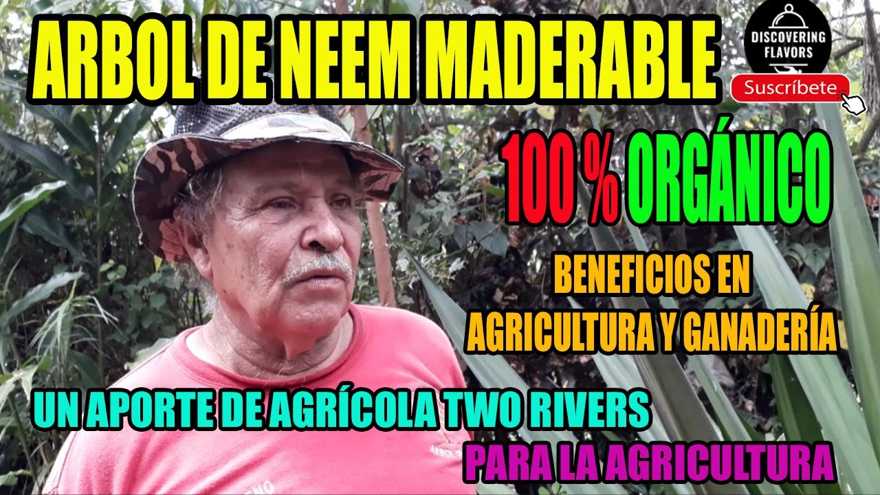 Beneficios asombrosos del árbol de neem en la agricultura - Aportes de Agricola Two Rivers 