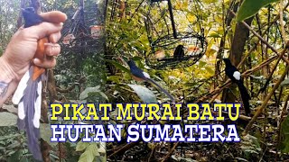 Pikat Murai Batu Terbaru - Murai Hutan Ekor Panjang