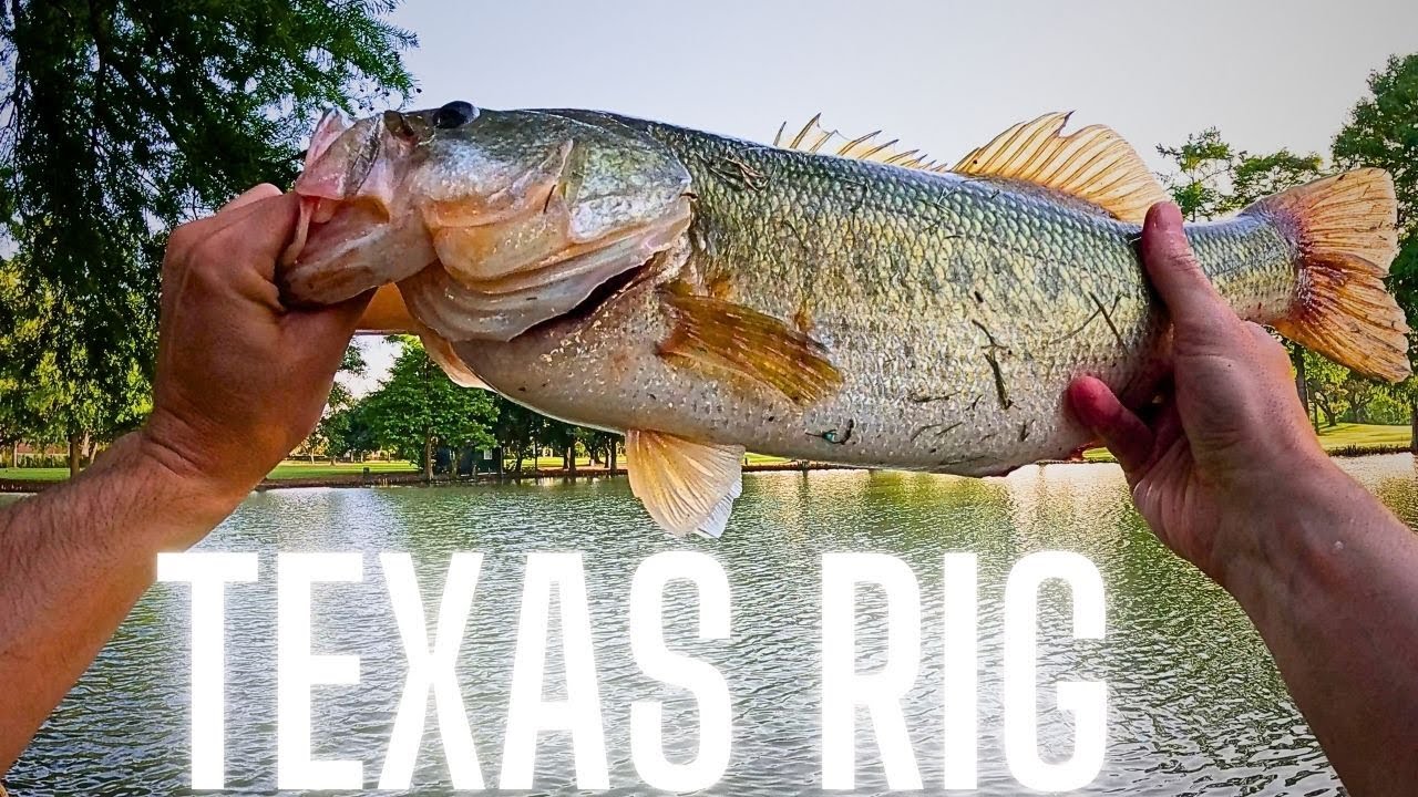 Texas Rig Senko Setup to Catch Big Bass