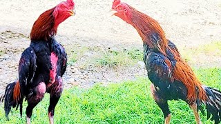 INI DIA..!! SUARA KOKOK AYAM BANGKOK JAWARA, NAGA SAKTI, JENIS AYAM BANGKOK YANG PALING DICARI