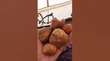 چمة فقع و ربيع في ظهرة مدينة الشحيل فقع سوريا ربيع سوريا 