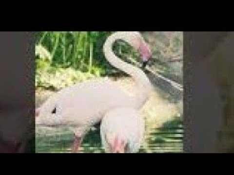 فلامنجو يرقص فالس Flamingo Waltz Dancing