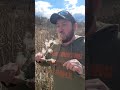 Wild Corn dogs #camping #hiking #funny #funnyvideo #corn #corndog #cattales #cattails #shorts #short