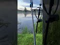 Carp bite #fishhobo #shorts #fishing