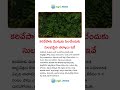 కరివేపాకు మొక్కను పెంచేందుకు సులభమైన చిట్కాలు ఇవే #telugunews #telugu #agriculture #viralvideo