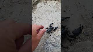 Cách Bắt Bọ Cạp Khổng Lồ