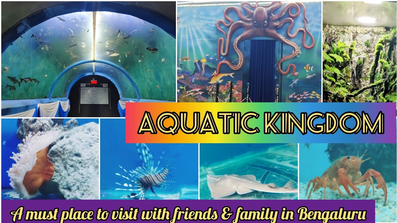 A visit to Aquatic kingdom, Tunnel aquarium at Bengaluru Majestic
