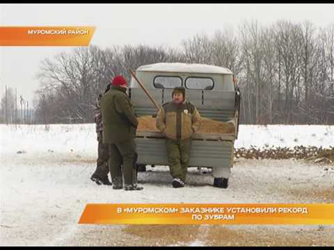 В "Муромском" заказнике установили рекорд по зубрам