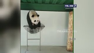 Lucunya Tingkah Panda di Taman Safari