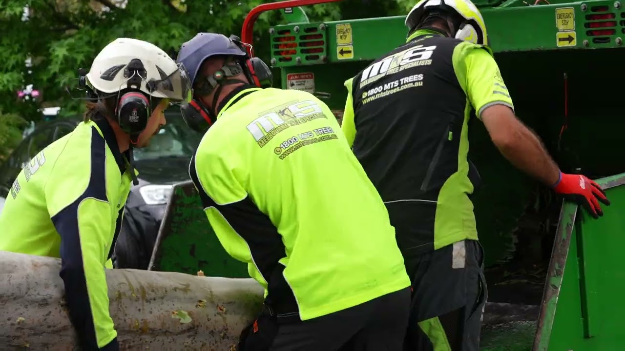 Melbourne Tree Specialists (Cinema Ad)