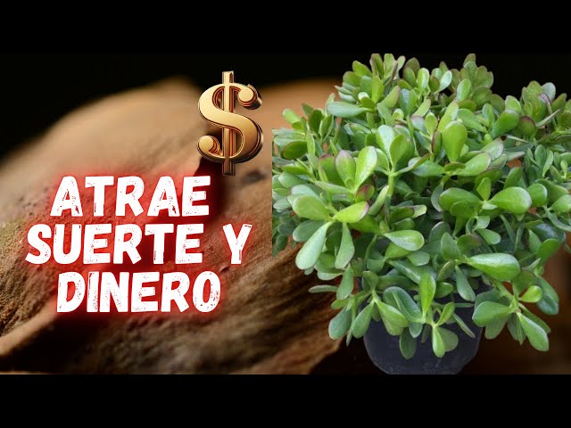 order lavender plants Phenomenal Lavender Plants For Sale