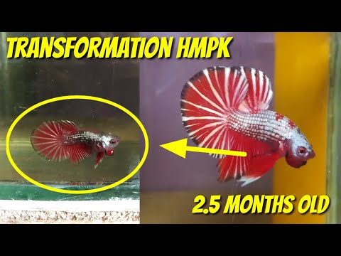 5 POINT - HOW TO CHOOSE OR SORTING HMPK UNDER BABY BETTA (LESS THAN 3.5 CM)