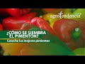 El pimentón o pimiento | TODO PARA SU SIEMBRA Y PRODUCCIÓN