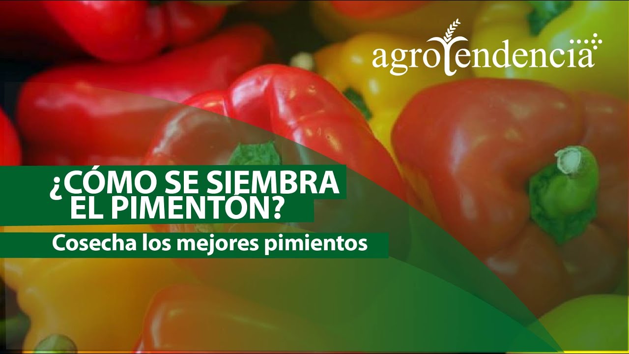 El pimentón o pimiento | TODO PARA SU SIEMBRA Y PRODUCCIÓN