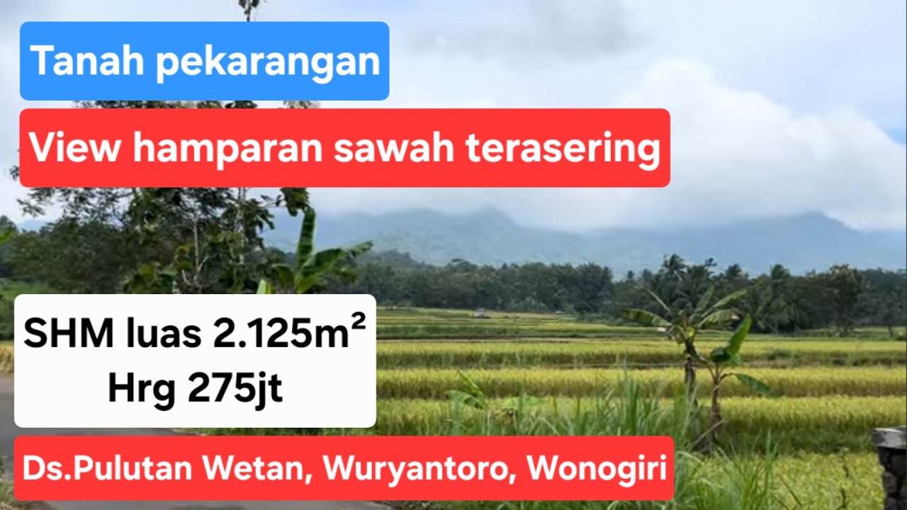 Dijual tanah pekarangan view hamparan sawah terasering. SHM 2.125 m2, hrg 275 jt lok Pulutan Wetan