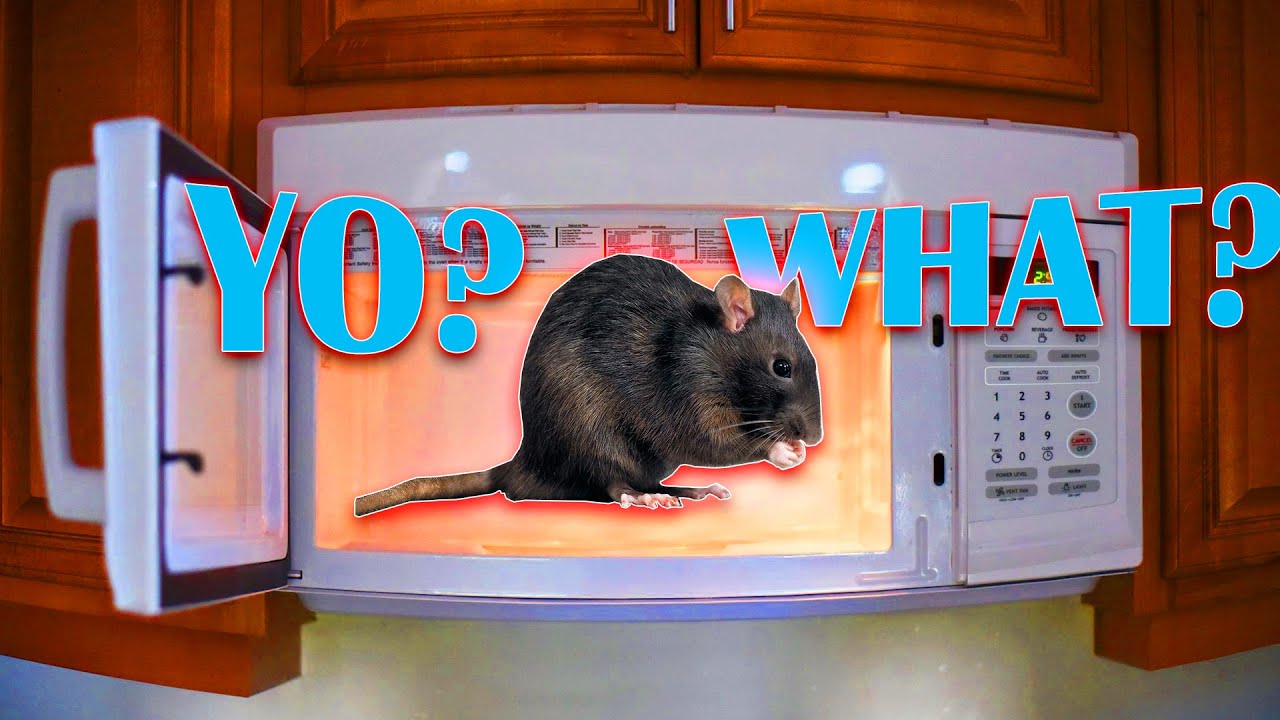 Rat Explode They Blew up the RAT in the Microwave - YouTube
