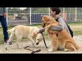 ママといちゃつくラブラドールに嫉妬する愛犬