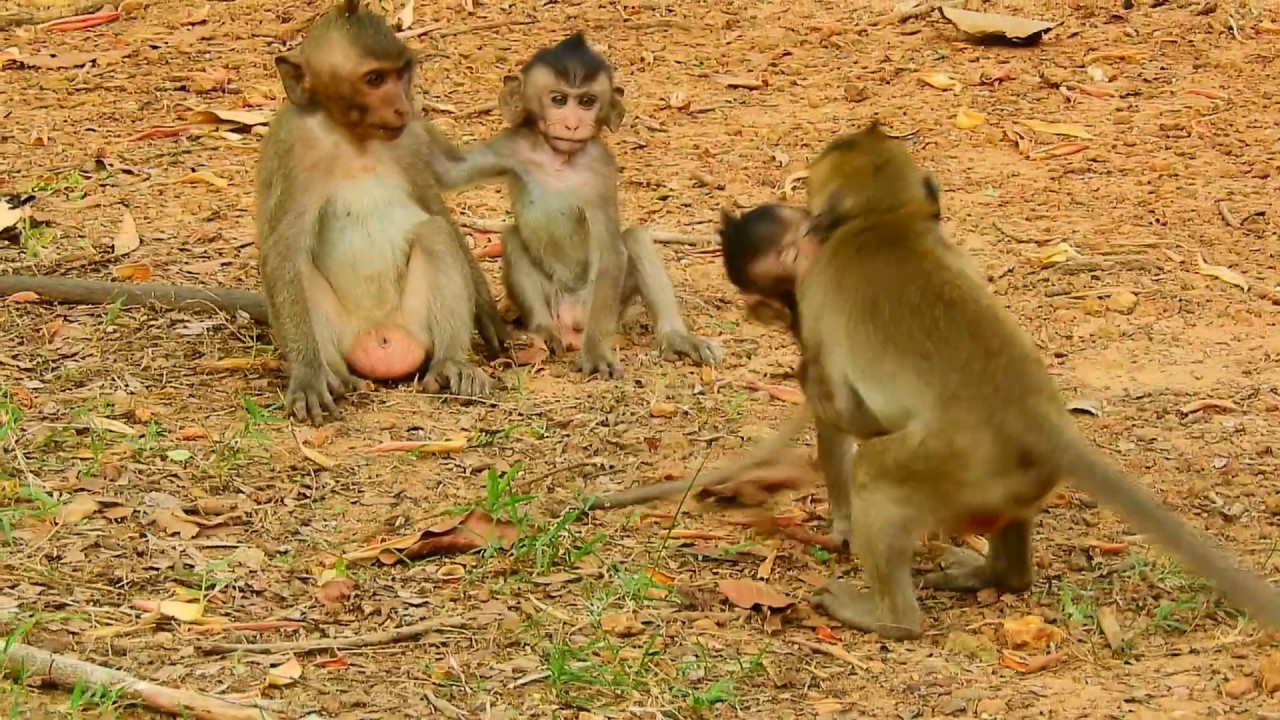 foundry babies Star Monkey Meeting Gaming Look so fun