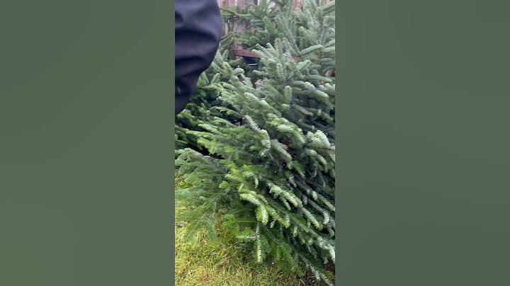 Igazi vagy Műfenyő? Az idei évben mi az igazi fenyő mellett döntöttünk🌲🌲