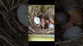 杜鹃把鸟蛋推出鸟巢，幸好被木棍挡住了！ #birds
