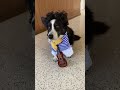 A Doggy Serenade 🐶🎶 #dogshorts